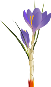 crocus